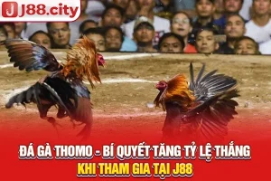 đá gà thomo