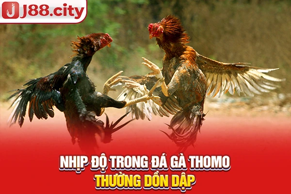 Nhịp độ trong đá gà Thomo thường dồn dập